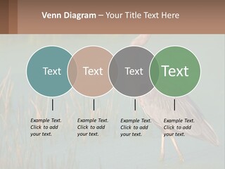 Wildlife Wetland Nature PowerPoint Template