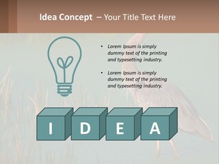 Wildlife Wetland Nature PowerPoint Template