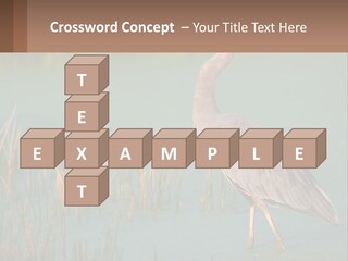 Wildlife Wetland Nature PowerPoint Template