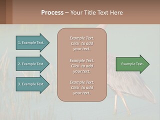 Wildlife Wetland Nature PowerPoint Template