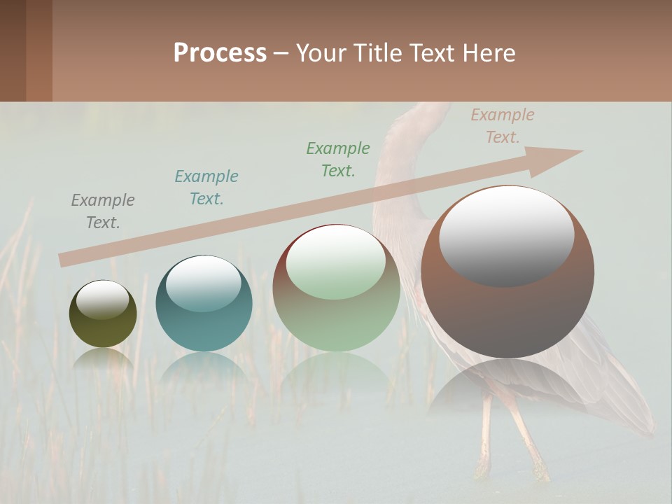 Wildlife Wetland Nature PowerPoint Template