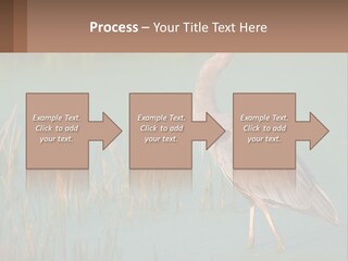 Wildlife Wetland Nature PowerPoint Template