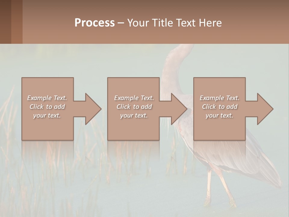 Wildlife Wetland Nature PowerPoint Template