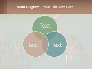 Wildlife Wetland Nature PowerPoint Template