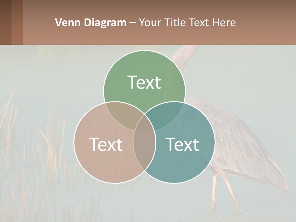 Wildlife Wetland Nature PowerPoint Template