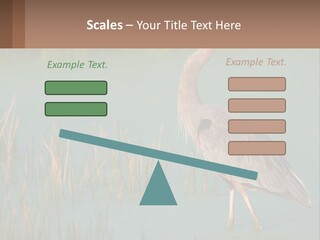 Wildlife Wetland Nature PowerPoint Template