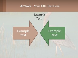 Wildlife Wetland Nature PowerPoint Template