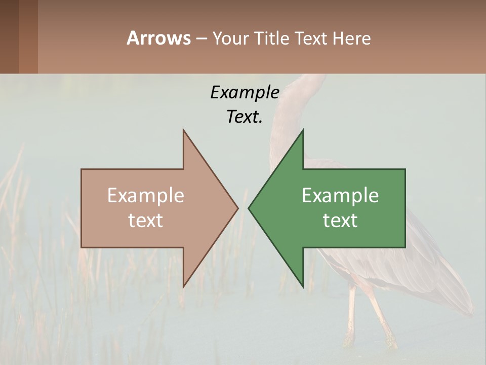 Wildlife Wetland Nature PowerPoint Template