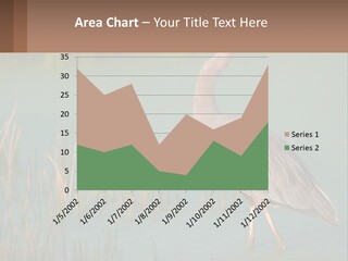 Wildlife Wetland Nature PowerPoint Template