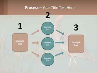 Wildlife Wetland Nature PowerPoint Template