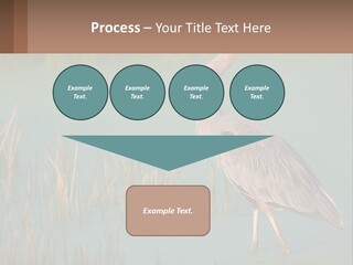 Wildlife Wetland Nature PowerPoint Template