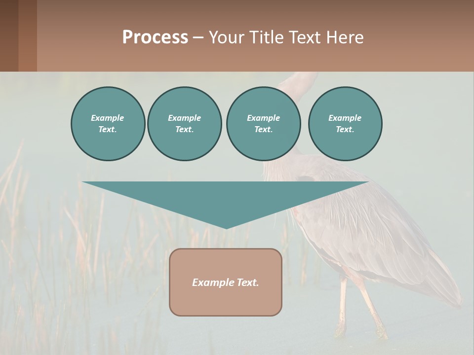 Wildlife Wetland Nature PowerPoint Template