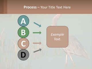 Wildlife Wetland Nature PowerPoint Template