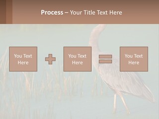 Wildlife Wetland Nature PowerPoint Template