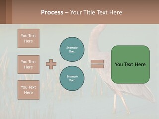 Wildlife Wetland Nature PowerPoint Template