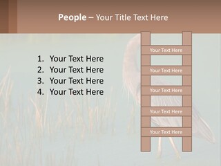 Wildlife Wetland Nature PowerPoint Template