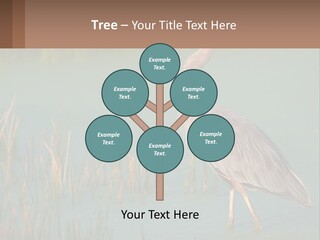 Wildlife Wetland Nature PowerPoint Template