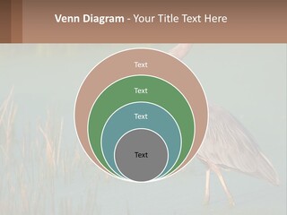 Wildlife Wetland Nature PowerPoint Template