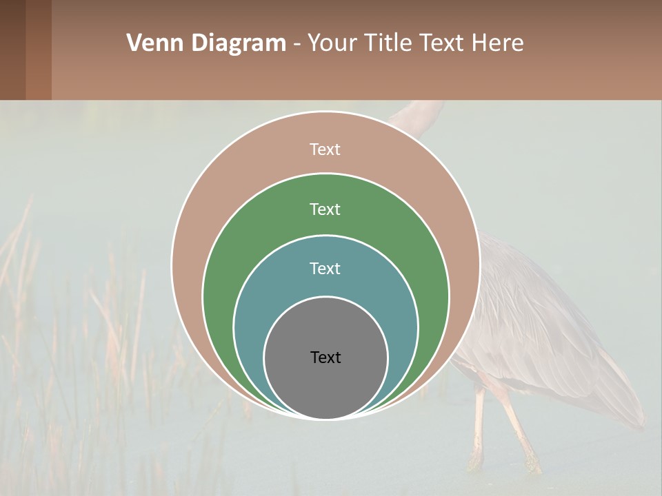 Wildlife Wetland Nature PowerPoint Template