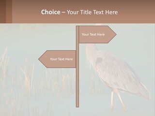 Wildlife Wetland Nature PowerPoint Template