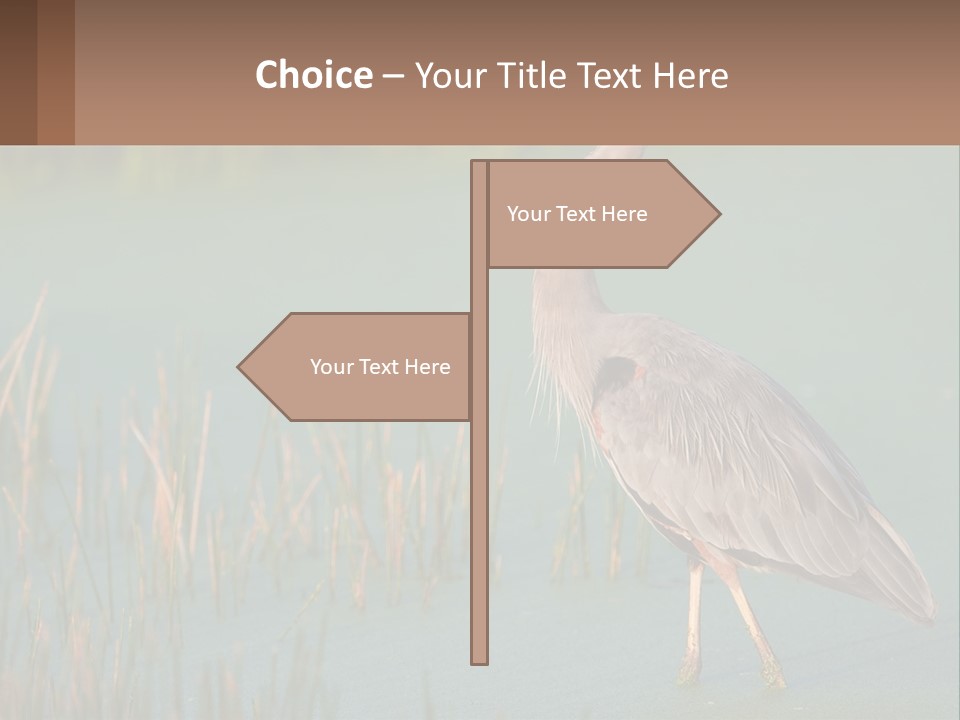 Wildlife Wetland Nature PowerPoint Template