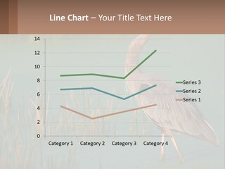 Wildlife Wetland Nature PowerPoint Template