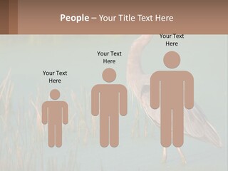 Wildlife Wetland Nature PowerPoint Template