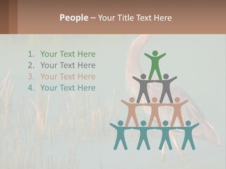 Wildlife Wetland Nature PowerPoint Template