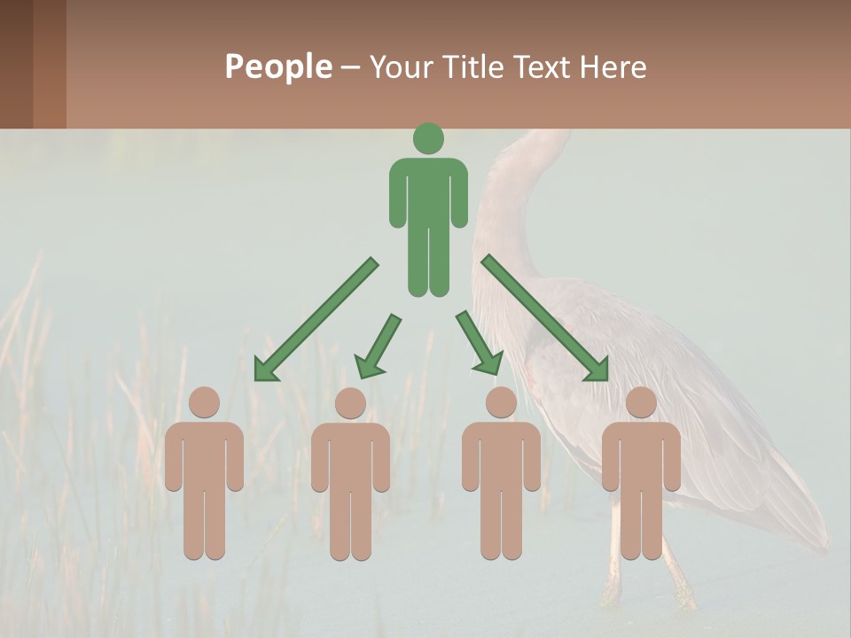 Wildlife Wetland Nature PowerPoint Template