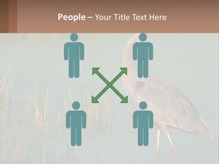 Wildlife Wetland Nature PowerPoint Template