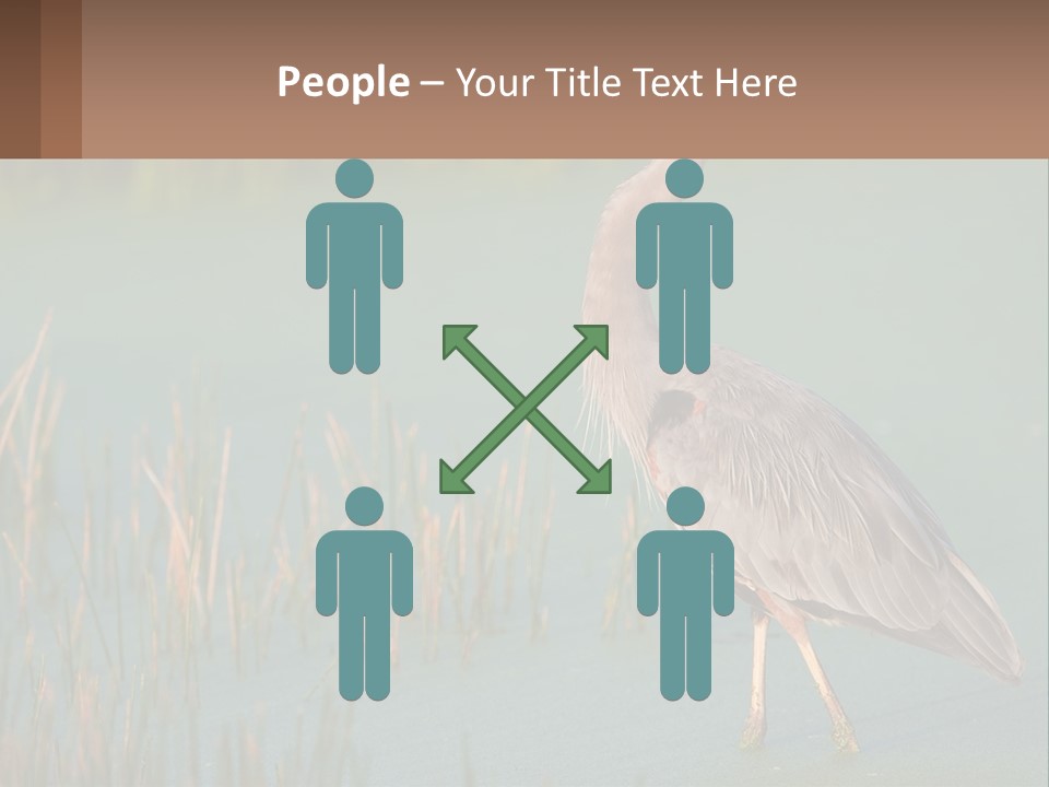 Wildlife Wetland Nature PowerPoint Template