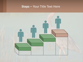 Wildlife Wetland Nature PowerPoint Template