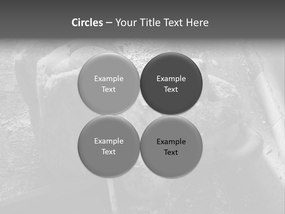 Urban Messy Bear PowerPoint Template