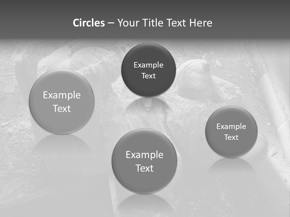 Urban Messy Bear PowerPoint Template