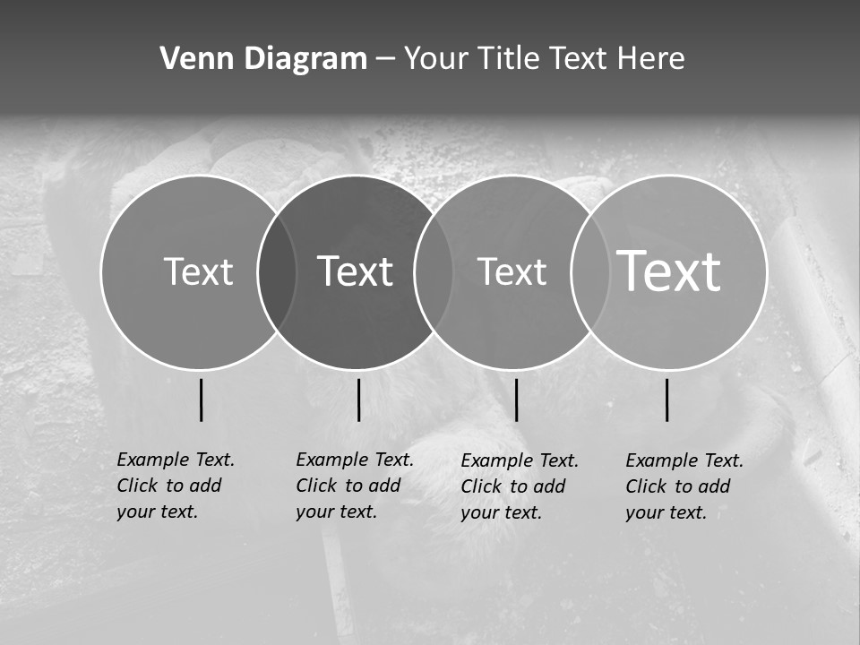 Urban Messy Bear PowerPoint Template