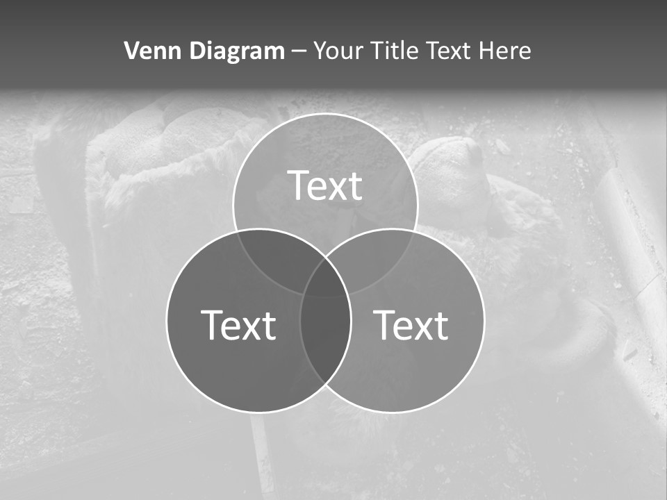 Urban Messy Bear PowerPoint Template