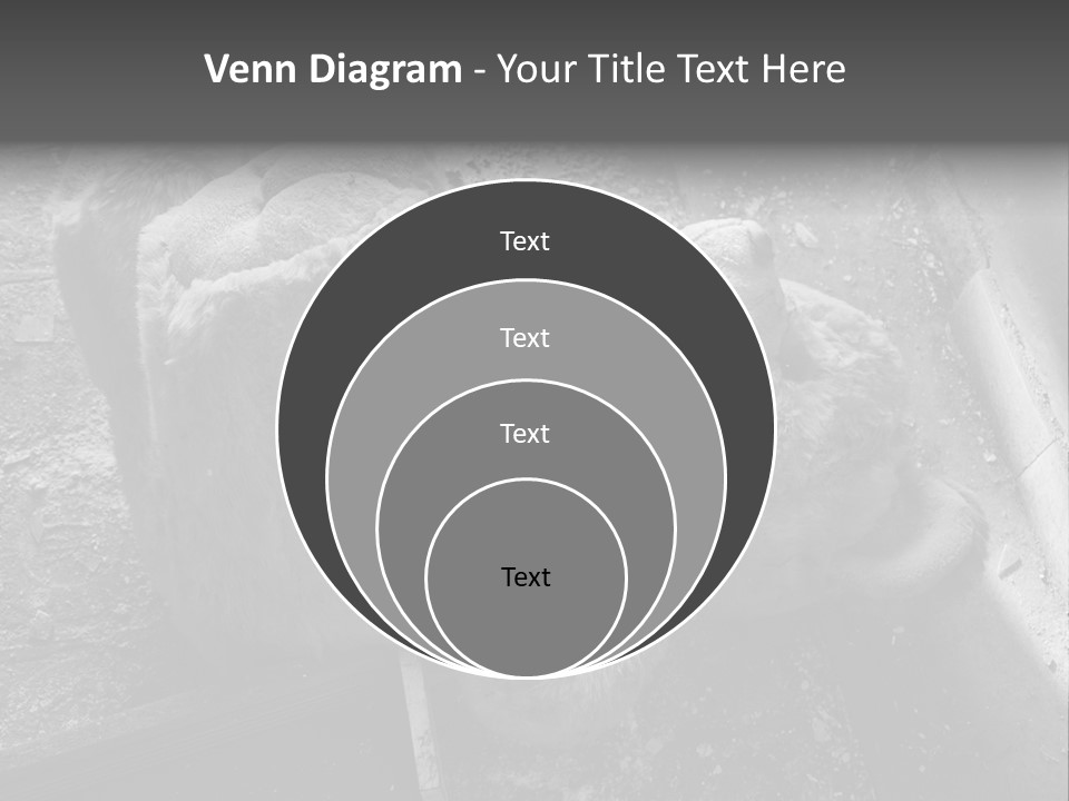 Urban Messy Bear PowerPoint Template