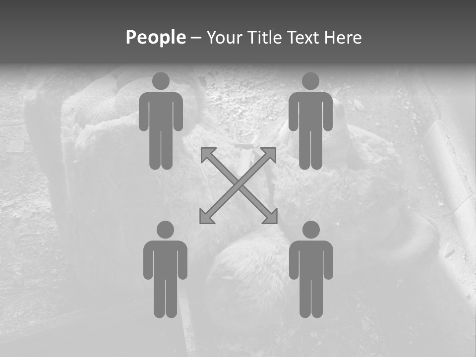 Urban Messy Bear PowerPoint Template