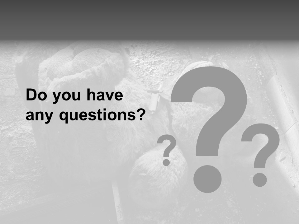 Urban Messy Bear PowerPoint Template