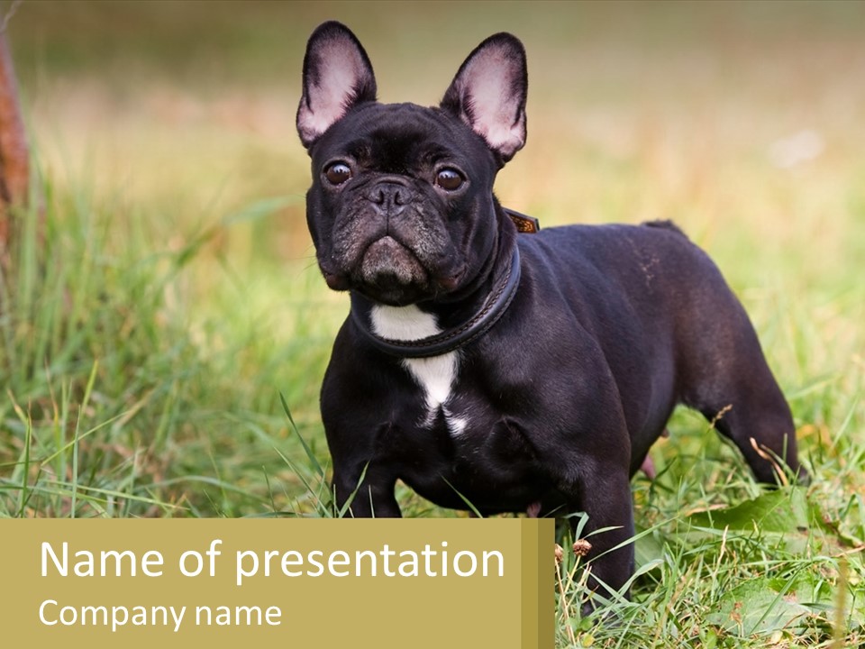French Cute Purebred PowerPoint Template