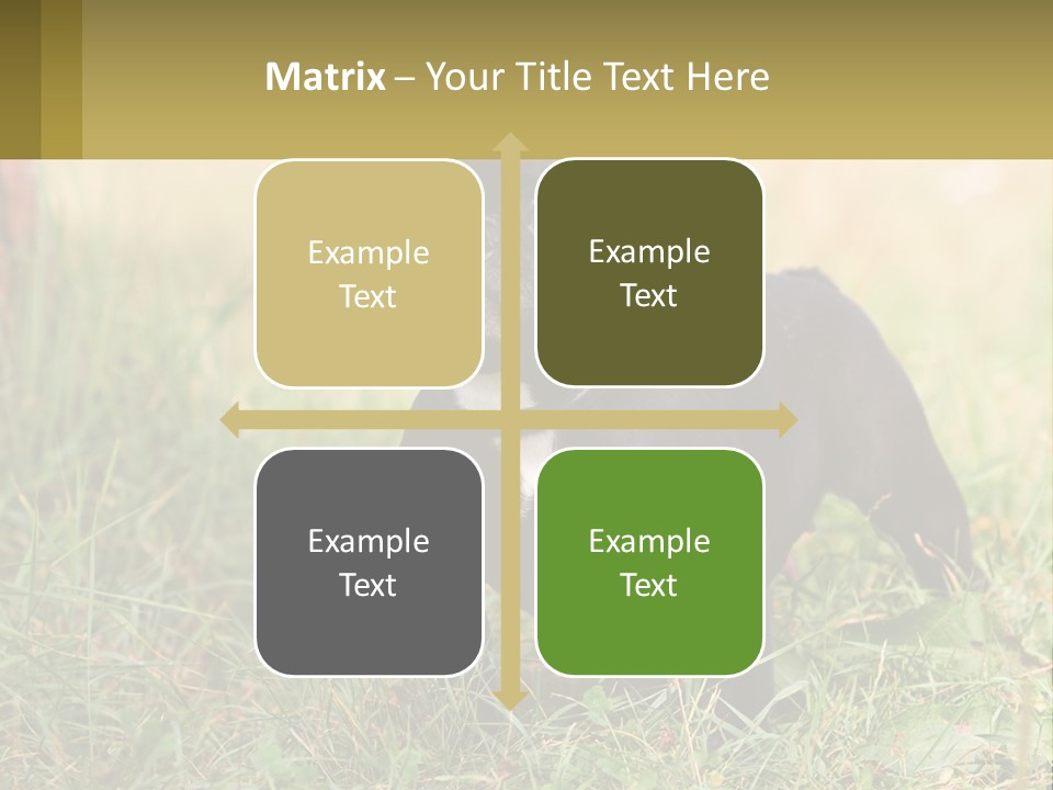 French Cute Purebred PowerPoint Template