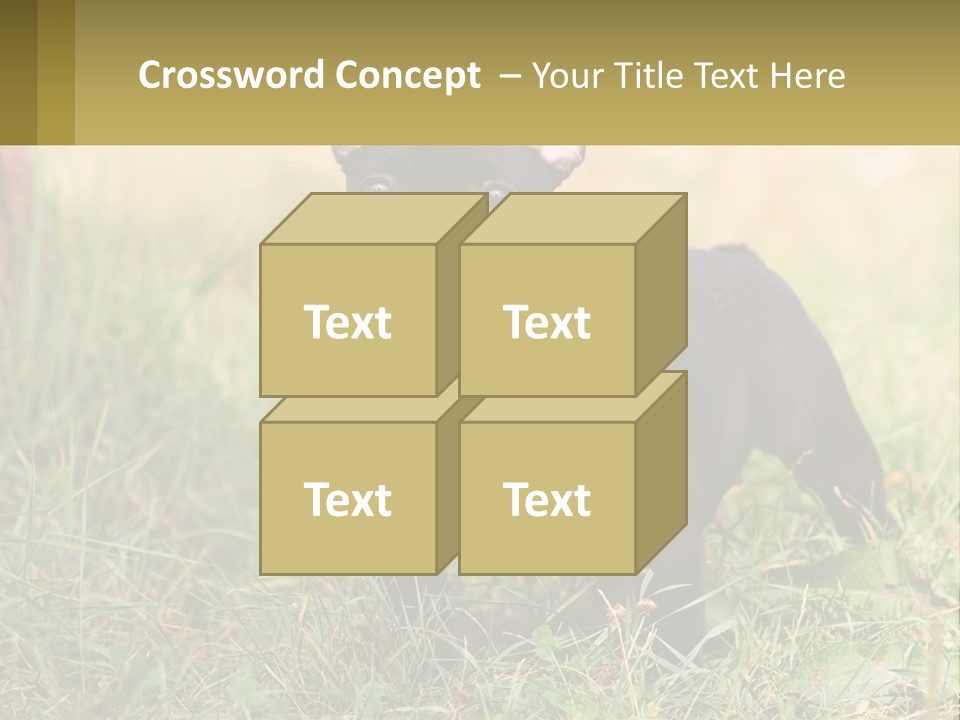 French Cute Purebred PowerPoint Template