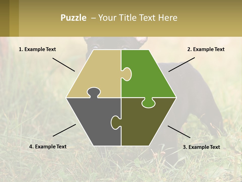 French Cute Purebred PowerPoint Template