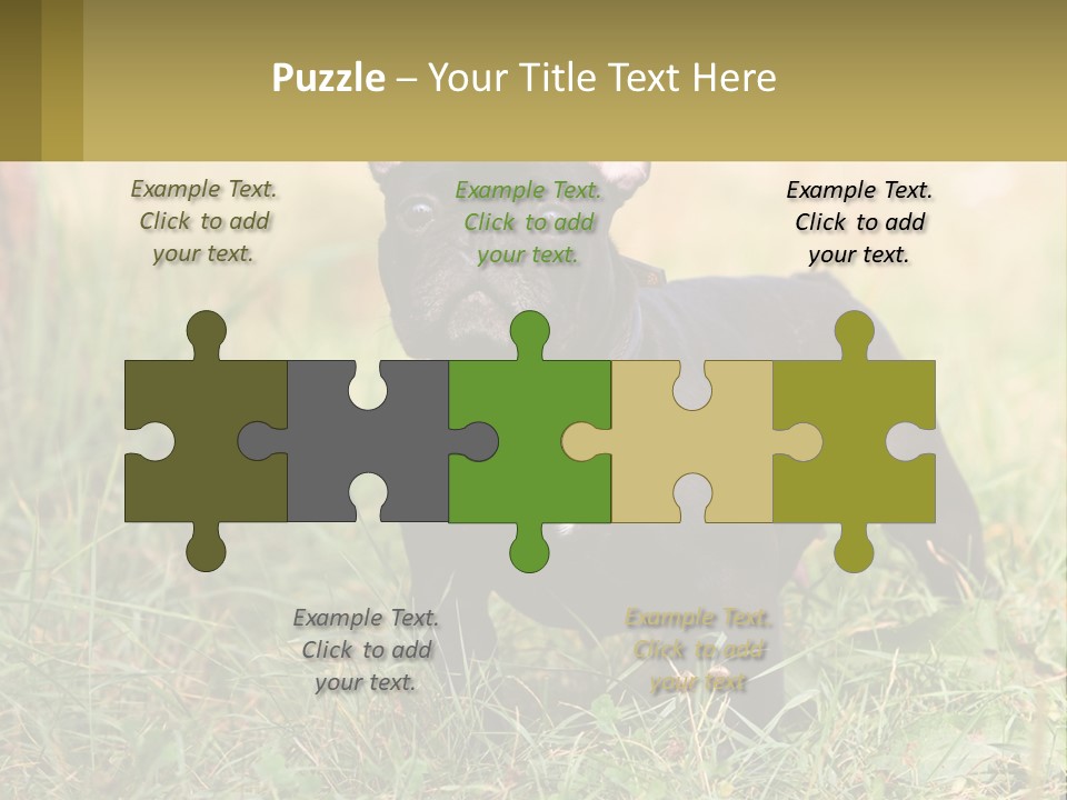 French Cute Purebred PowerPoint Template