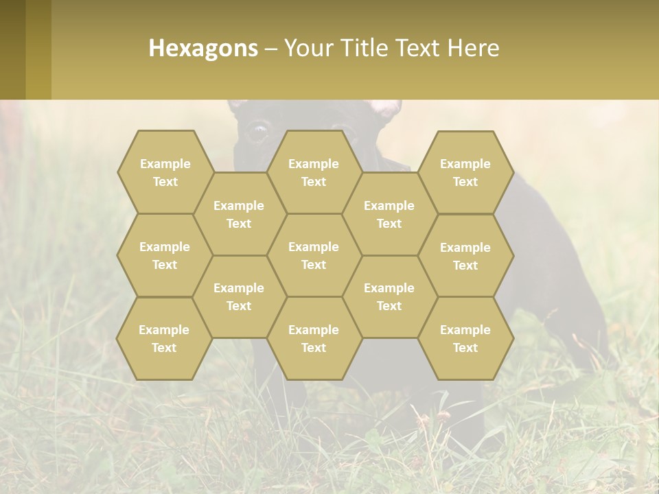 French Cute Purebred PowerPoint Template