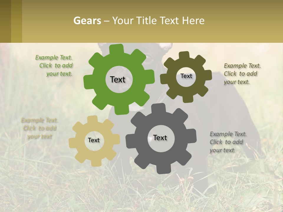 French Cute Purebred PowerPoint Template