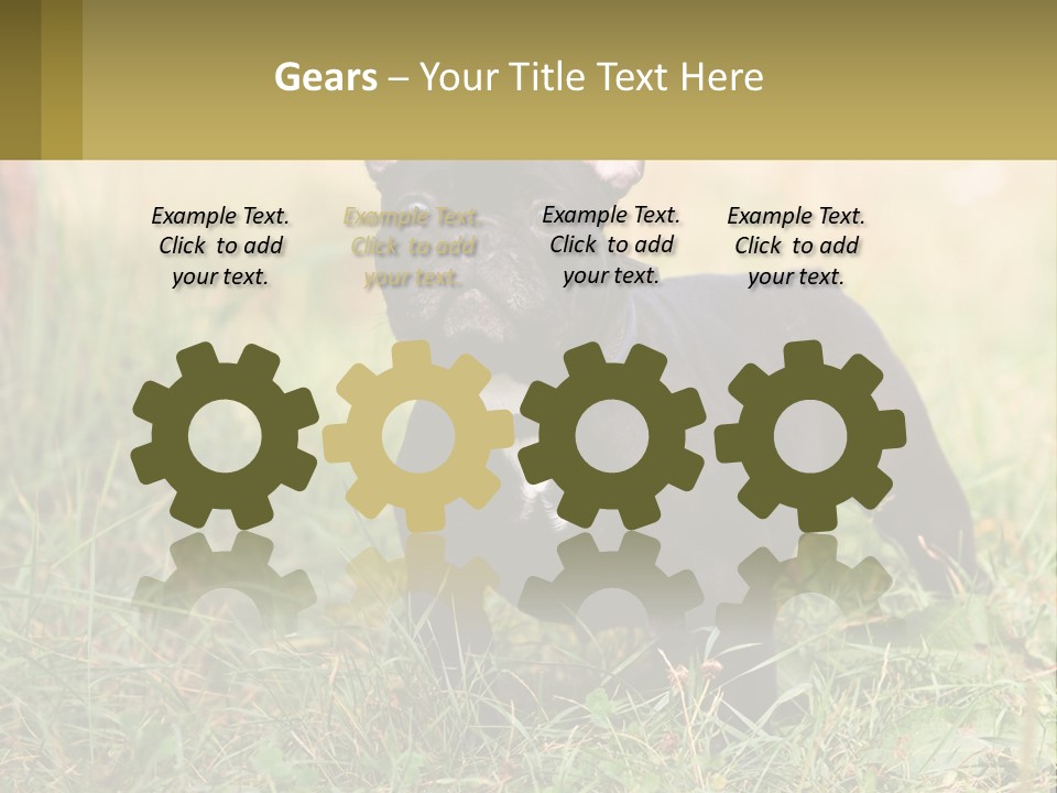 French Cute Purebred PowerPoint Template