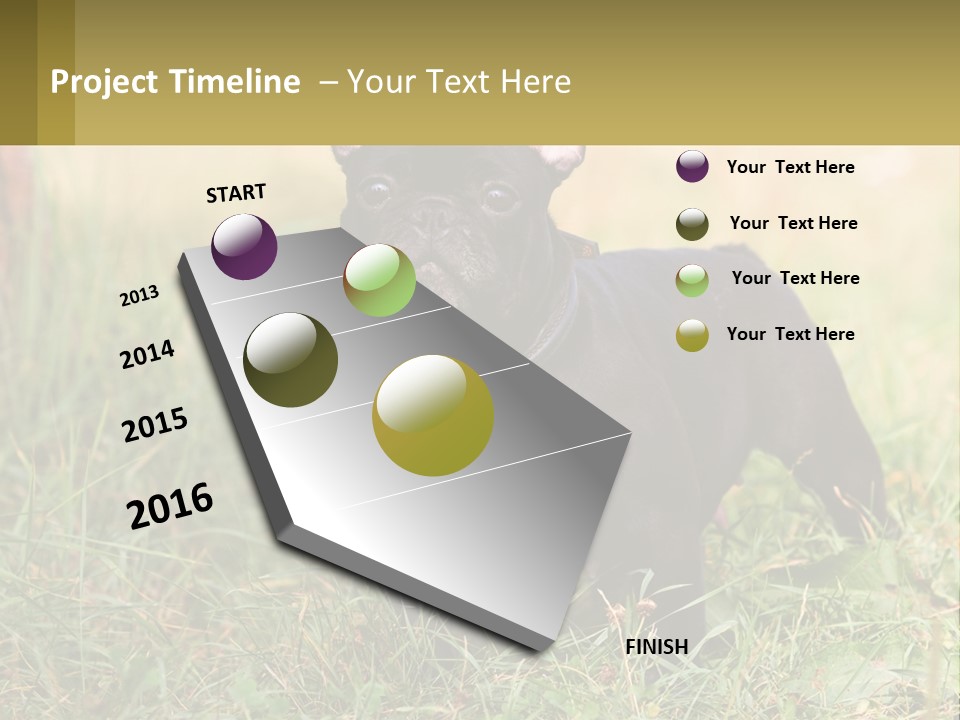 French Cute Purebred PowerPoint Template