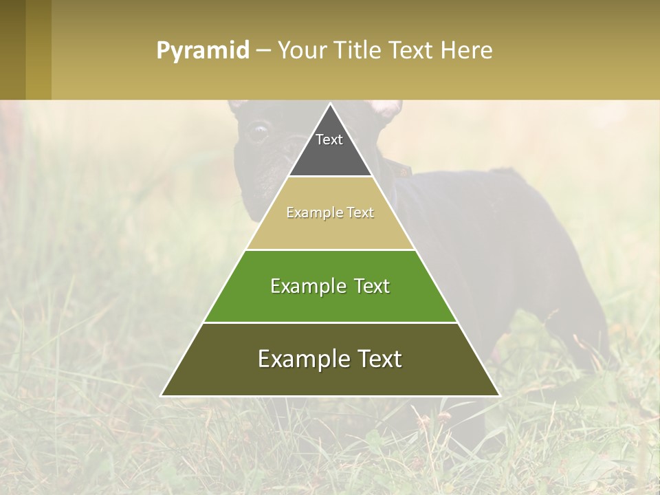 French Cute Purebred PowerPoint Template