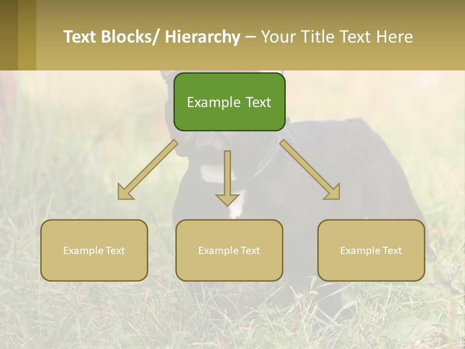 French Cute Purebred PowerPoint Template